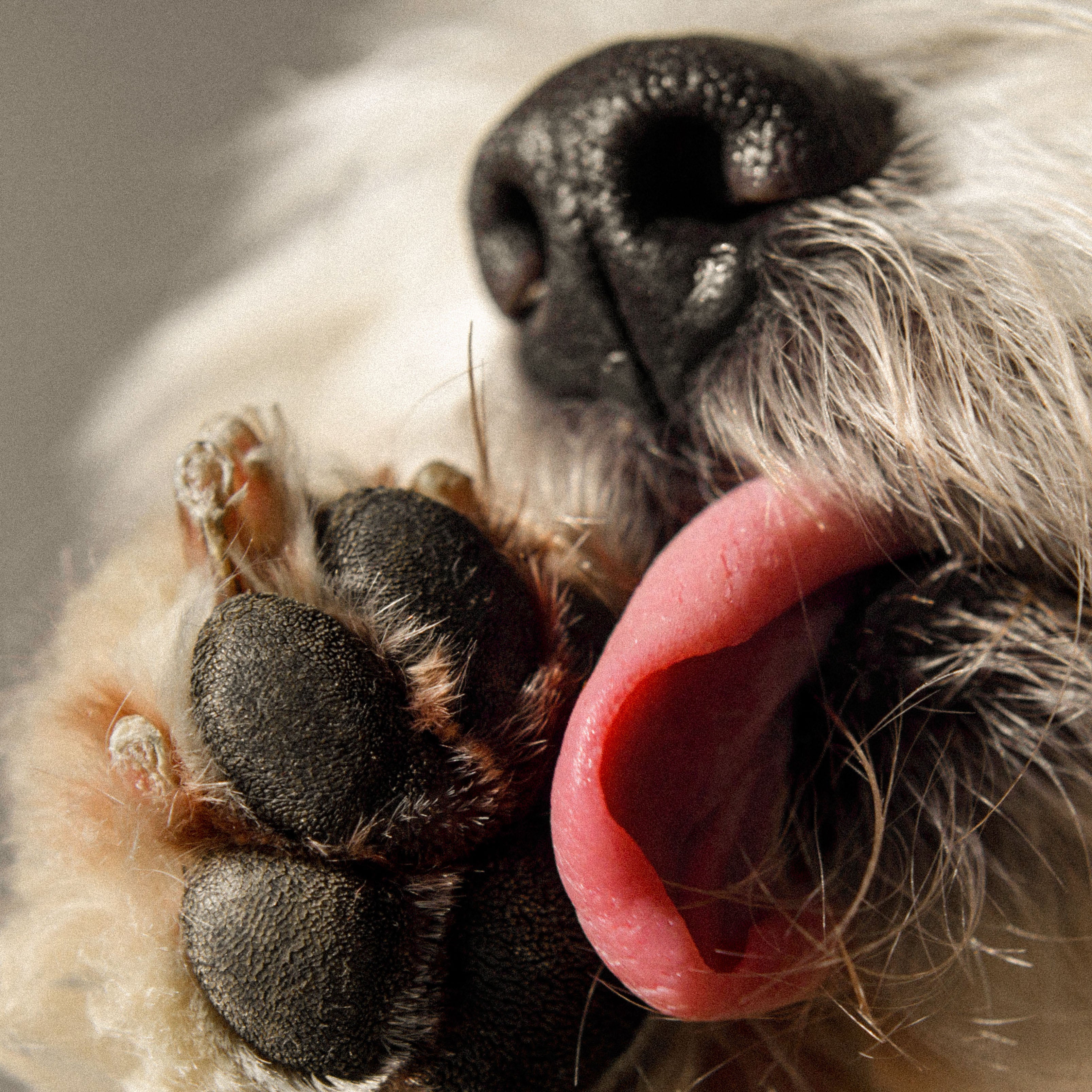 Why is My Dog Biting and Licking Their Paws?