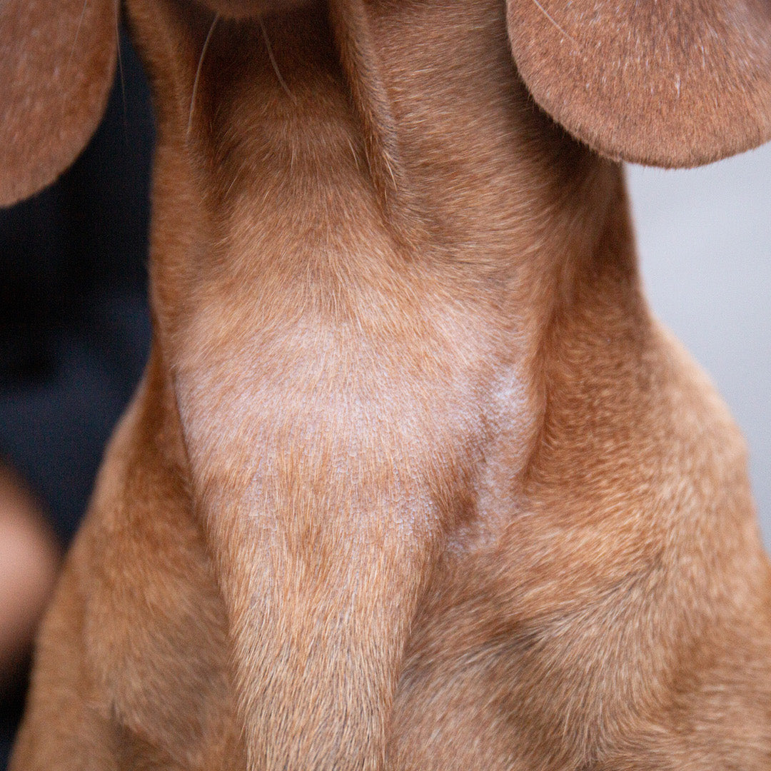 Preventing Collar Chafing on Your Dog: Tips for Comfort and Safety