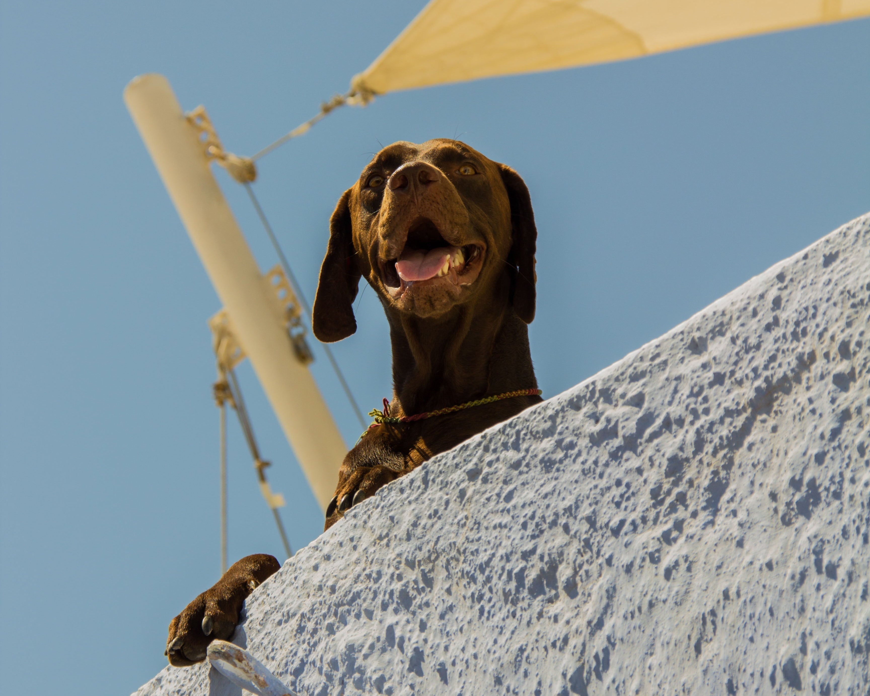 Home Remedies to Cool Down Your Dog During a Heatwave