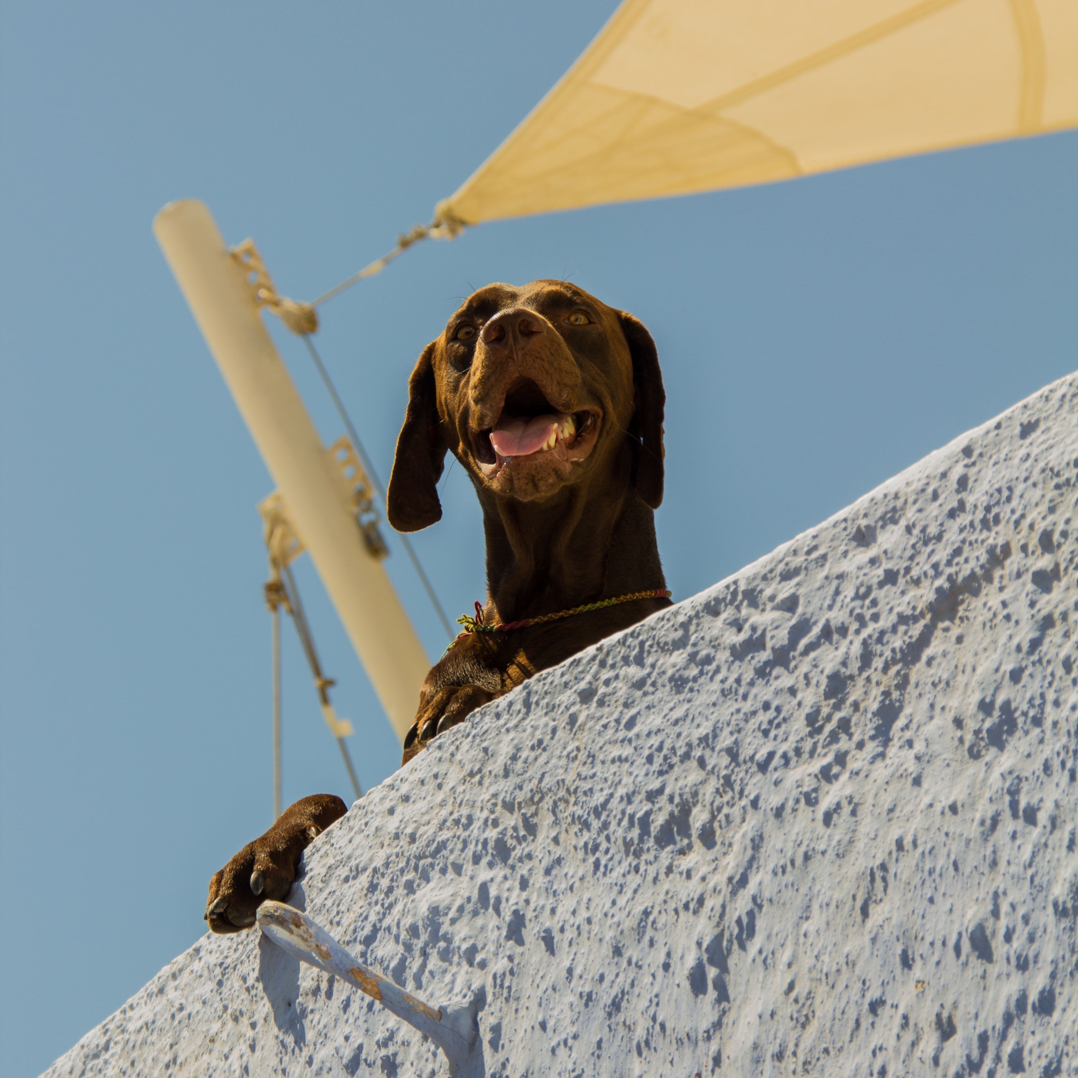 Home Remedies to Cool Down Your Dog During a Heatwave