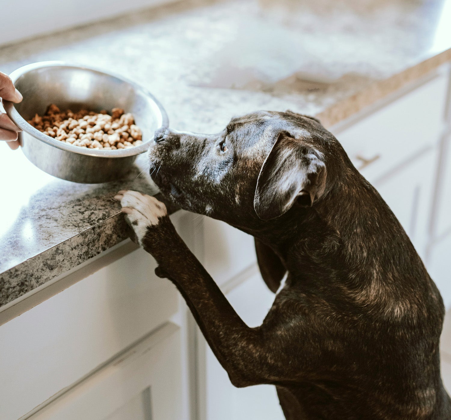 The Importance of Clean Dog Bowls: Ensuring Your Dog's Health and Happiness