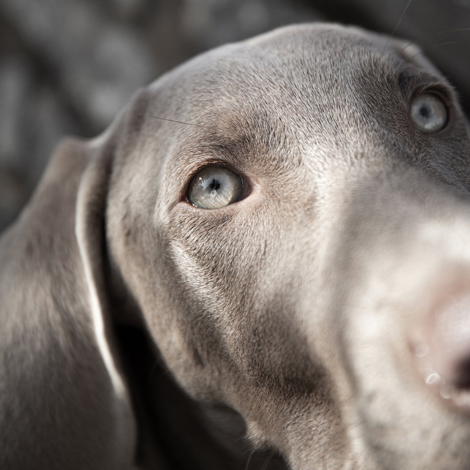 All Fur Types: Short-Haired Dog Care