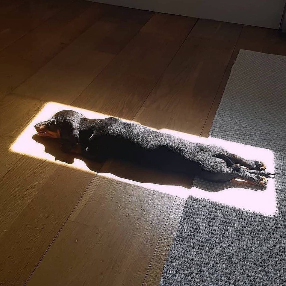 Vitamin D for Dogs: What You Need to Know