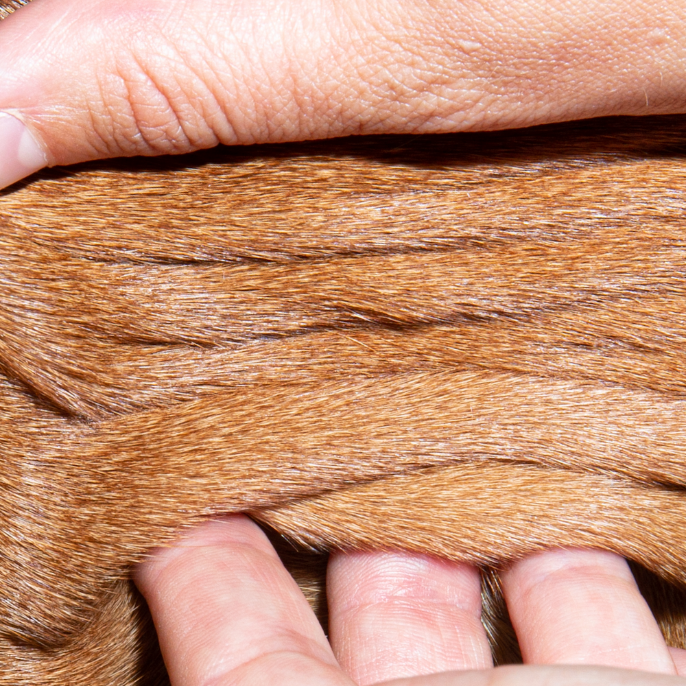 Dog Care Guide: Signs of Excessive Oil Intake