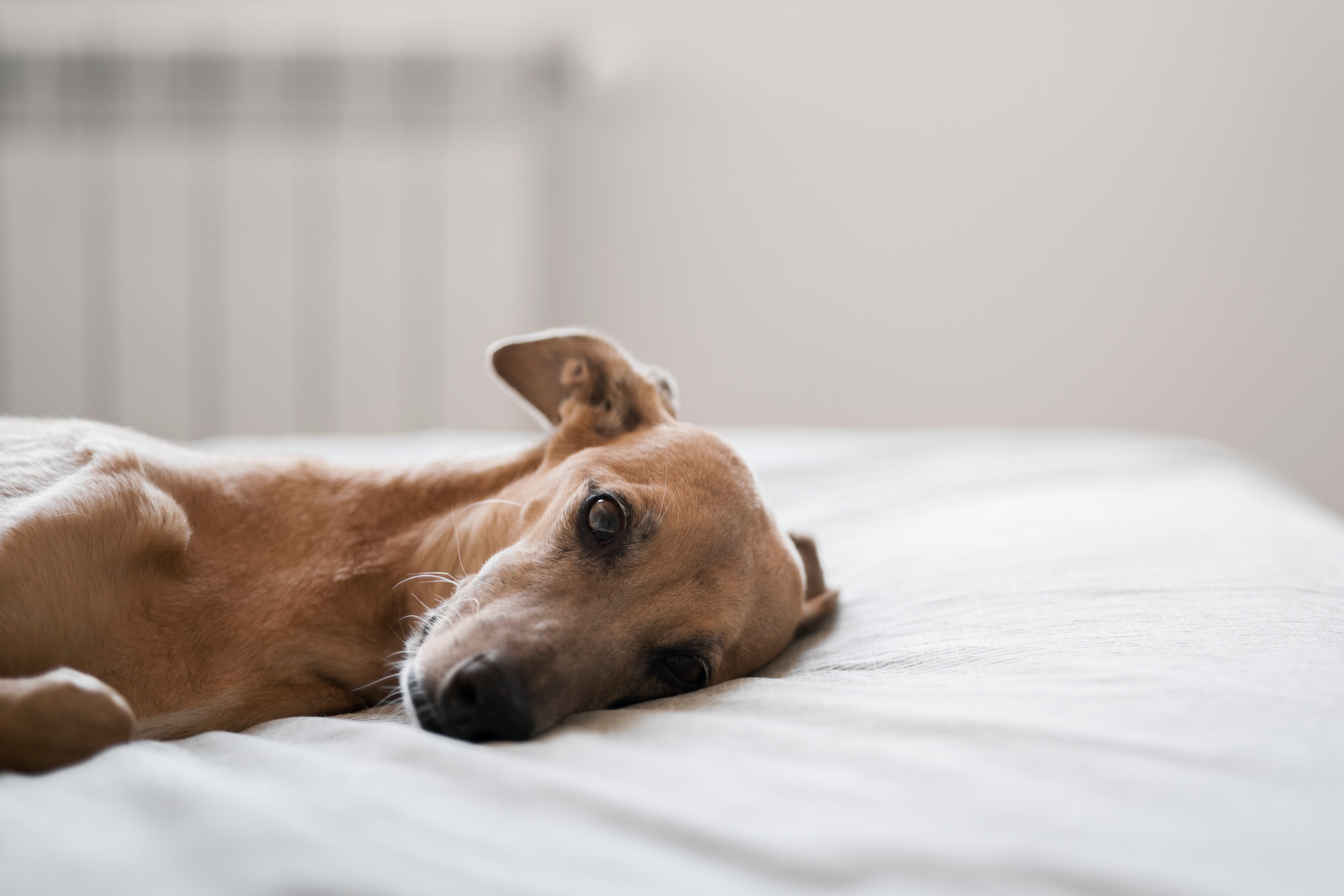 5 Signs Your Dog’s Digestion Needs Support