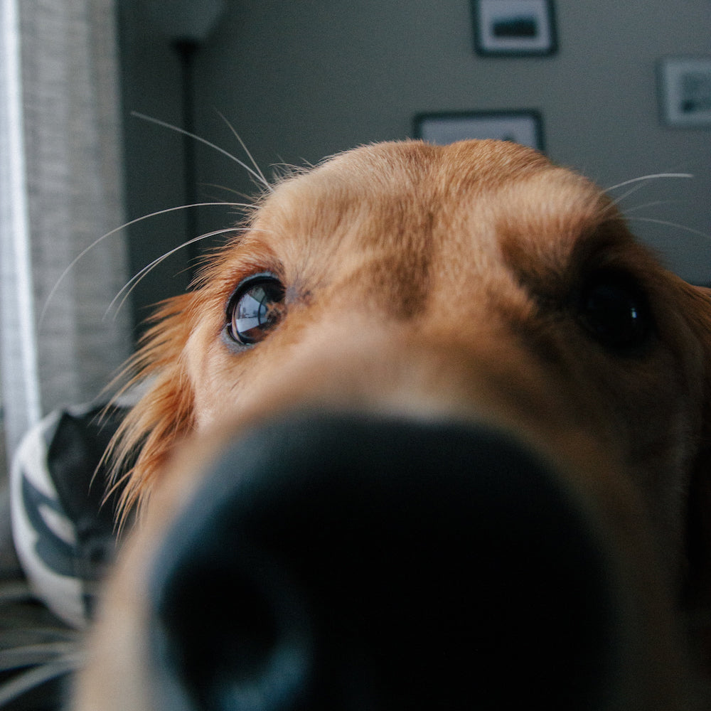 The Importance of a Dog's Nose: An Indicator of Their Health