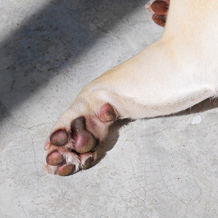 Dog Care Guides: Keeping Dog Paws Healthy