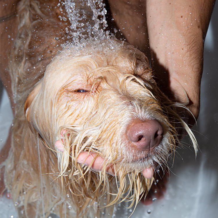 The Dog Shampoo: Your Care Guide