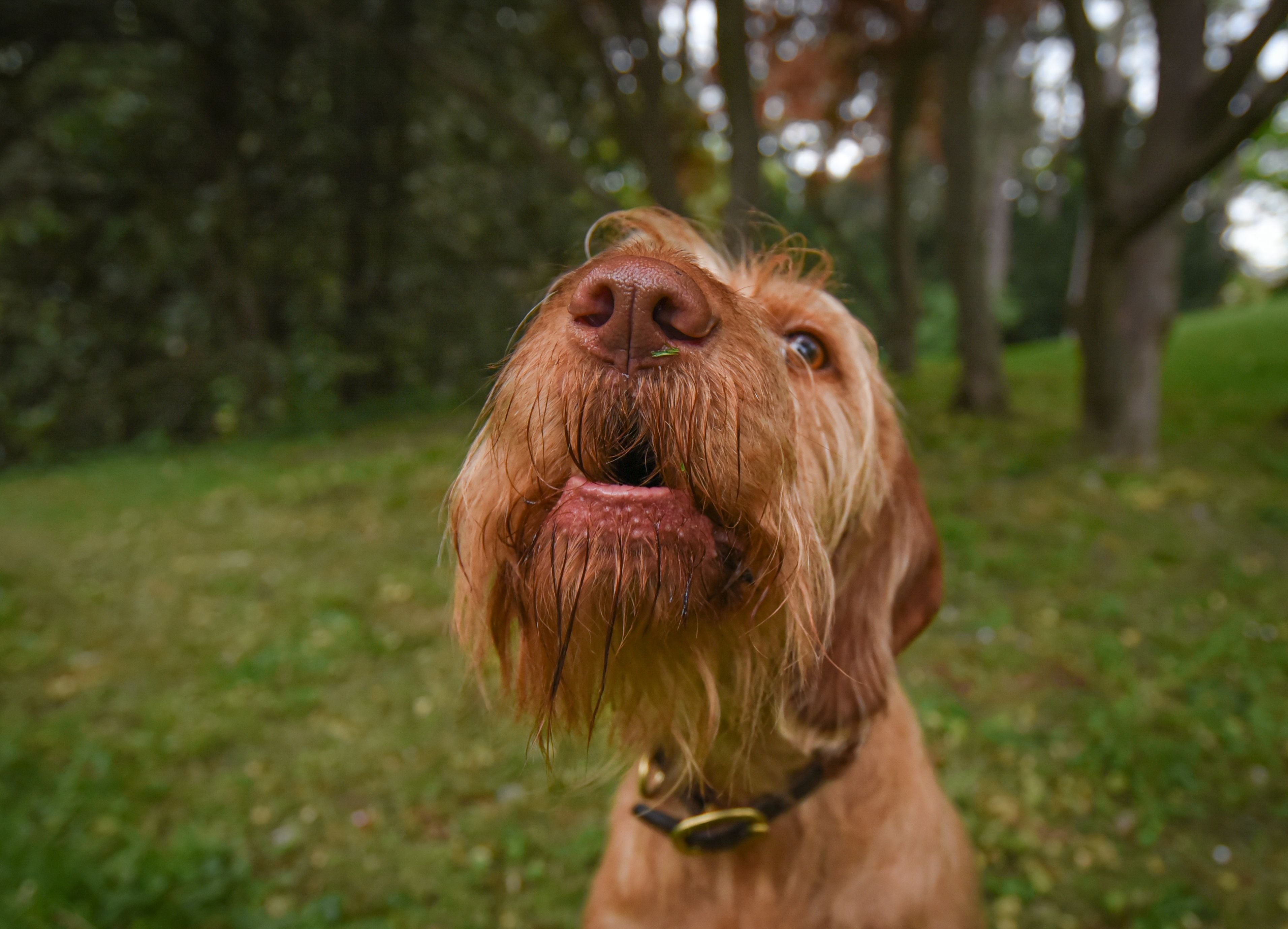 What Does Your Dog's Nose Really Say About Their Health?