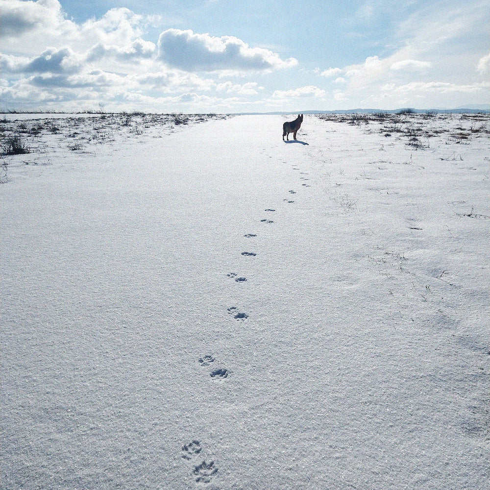 Dog Care Guide: Paws In Winter Time