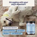 Digest Probiotic Gut Supplement