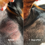 High Nutrition Dog Skin Balm